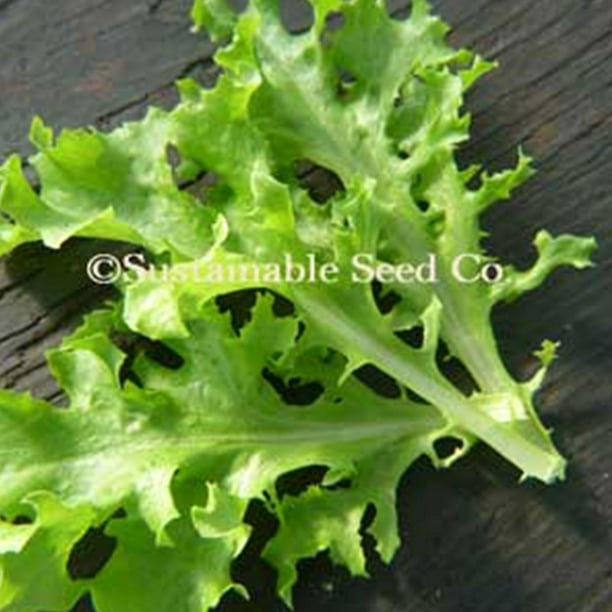 HEIRLOOM RED ROMAINE LETTUCE SEED GARDEN SEED NON GMO ORGANIC 1000 SEEDS 